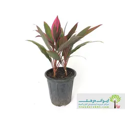 گیاه کردلین - ایران درخت