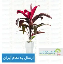 گیاه کردلین - ایران درخت