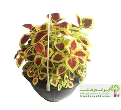 گیاه حسن یوسف - ایران درخت
