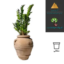 درختچه هدیه زاموفیلیا 566 (ارسال سریع امروز) - ایران درخت