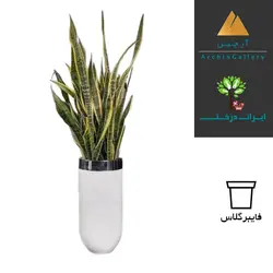 درختچه هدیه سانسوریا 560 (ارسال سریع امروز) - ایران درخت