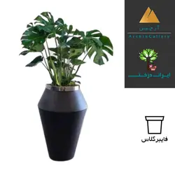 درختچه هدیه برگ انجیری 540 - ایران درخت