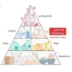 ماهیچه گوسفندی پویا پروتئین وزن ۱ کیلوگرم ۶۲۶۰۲۷۹۵۶۵۱۷۲