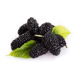 توت سیاه تازه - ۱ کیلوگرم ۲۳۰۱۴۱۸