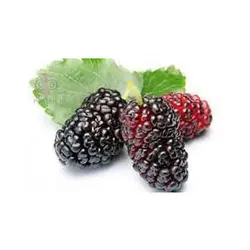 شاه توت درجه یک- ۱ کیلو گرم ۲۳۰۱۴۱۹