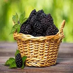 شاه توت درجه یک- ۱ کیلو گرم ۲۳۰۱۴۱۹