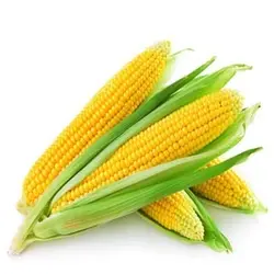 ذرت درجه یک - یک کیلوگرم ۲۳۰۱۴۵۱