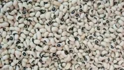 لوبیا چشم بلبلی