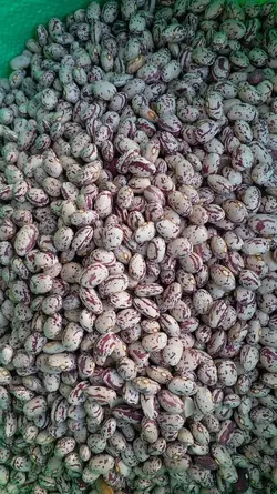 لوبیا چیتی سراب