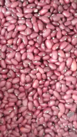لوبیا قرمز ریز دستچین