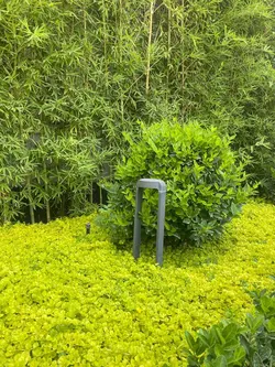 چمنی مدرن کارولین متوسط