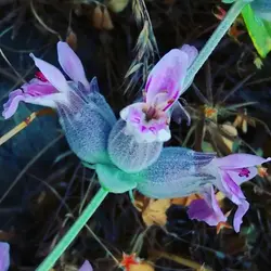 عسل پونه ارگانیک اورازان (گاوپونه)