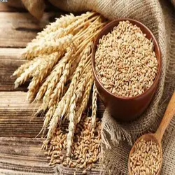 پودر جوانه گندم فله 500 گرمی