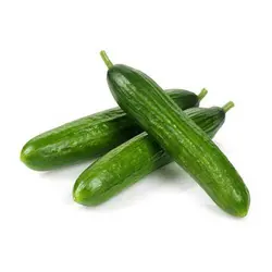 خیار گلخانه مجلسی