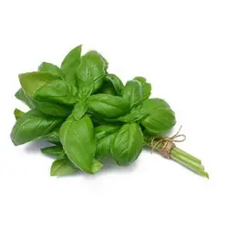 ریحان سبز تازه