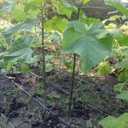 پالونیا شن تونگ سرد سیری