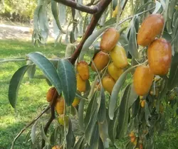 نهال سنجد درشت