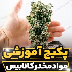 پکیج آموزشی آشنایی با اثرات مواد مخدر کانابیس | رابینیا