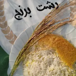 برنج شیرودی درجه یک – 10 کیلوگرم