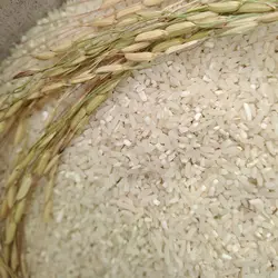 برنج شکسته صدری – 10 کیلوگرم