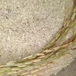 برنج شکسته صدری – 5 کیلوگرم