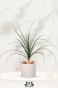 گیاه لیندا