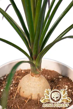 گیاه لیندا