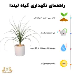 گیاه لیندا