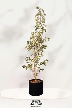گیاه بنجامین ابلق