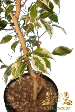 گیاه بنجامین ابلق