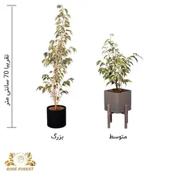 گیاه بنجامین ابلق