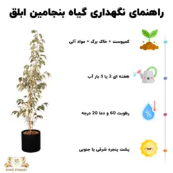 گیاه بنجامین ابلق