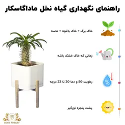 نخل ماداگاسکار