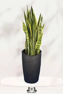 سانسوریا شمشیری ابلق