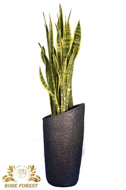 سانسوریا شمشیری ابلق