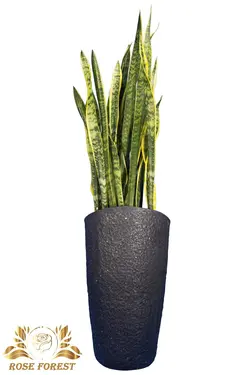 سانسوریا شمشیری ابلق