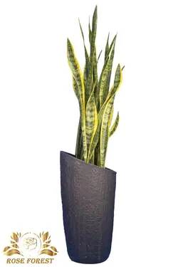 سانسوریا شمشیری ابلق