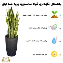 سانسوریا شمشیری ابلق