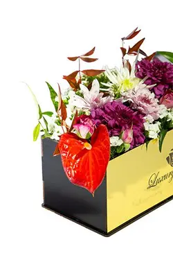 باکس گل داوودی و آنتوریوم قرمز ملکه