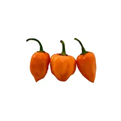 فلفل هندی - تره بار اینترنتی سبزی من