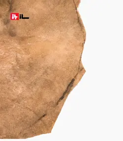 پوست تنبک گوساله