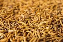 غذای قوطی کرم میل ورم Meal Worm Food