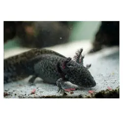 سمندر مکزیکی (اکسلوتل) مشکی