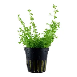 گیاه آبزی آکواریوم همیانتوس پرل وید Pearl Weed Hemianthus