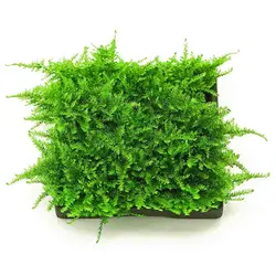گیاه آبزی آکواریوم خزه کریسمس Christmas Moss