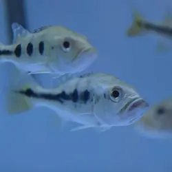 ماهی سیکلید پیکاک باس اسلاریس peacock bass