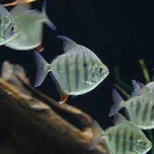 ماهی سیلور دالر تایگر هوک tiger hook silver dollar