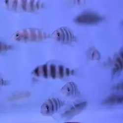 ماهی سیکلید فرانتوزا frantosa chiclid