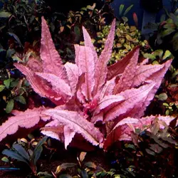 گیاه آبزی آکواریوم کریپتون فلامینگو