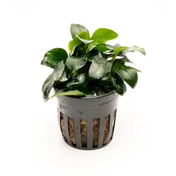 گیاه آبزی آکواریوم آنوبیاس بارتری